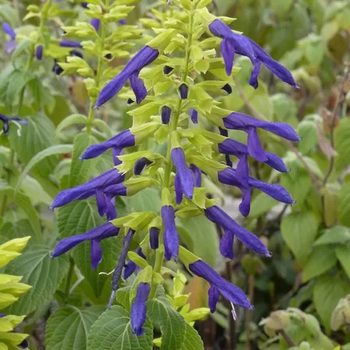 Limelight Mexican Salvia