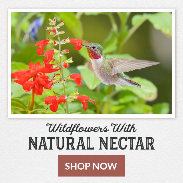 Plants with a Purpose - Wildflowers With Natural Nectar - Shop Now