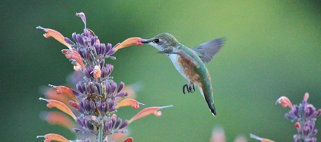 Hummingbird And Agastache