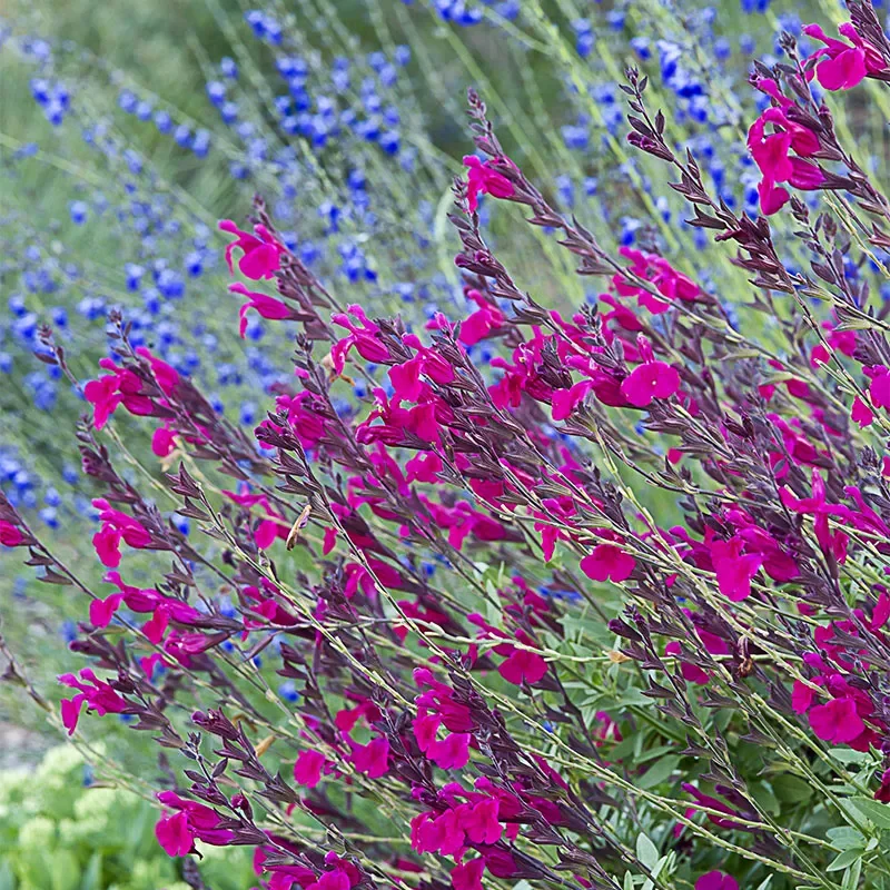 Raspberry Delight® Salvia