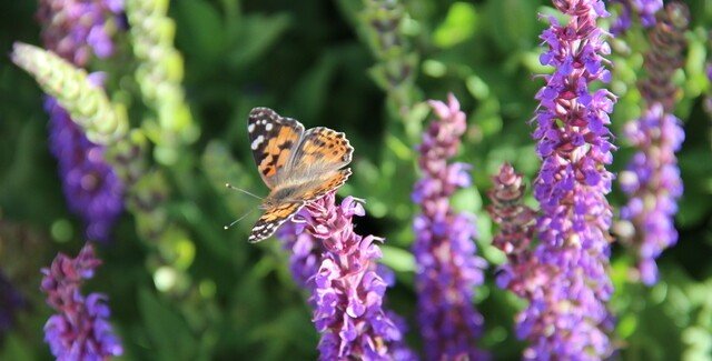 Butterfly on Salvia