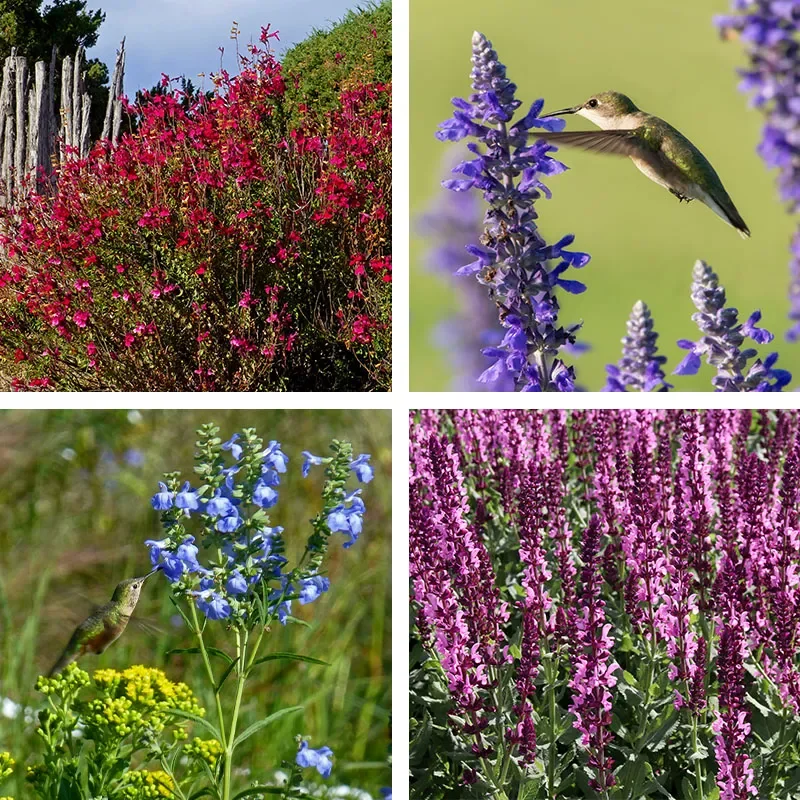 Salvia Collection