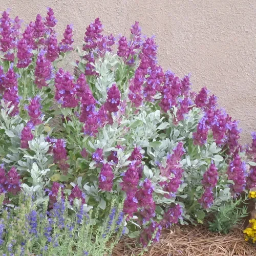 Mulberry Flambe Purple Salvia