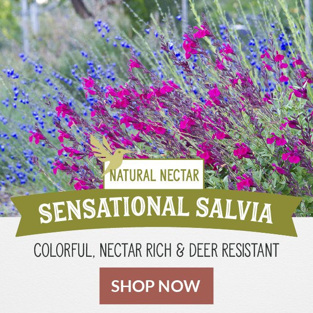 Sensational Salvia: Colorful, Nectar Rich & Deer Resistant