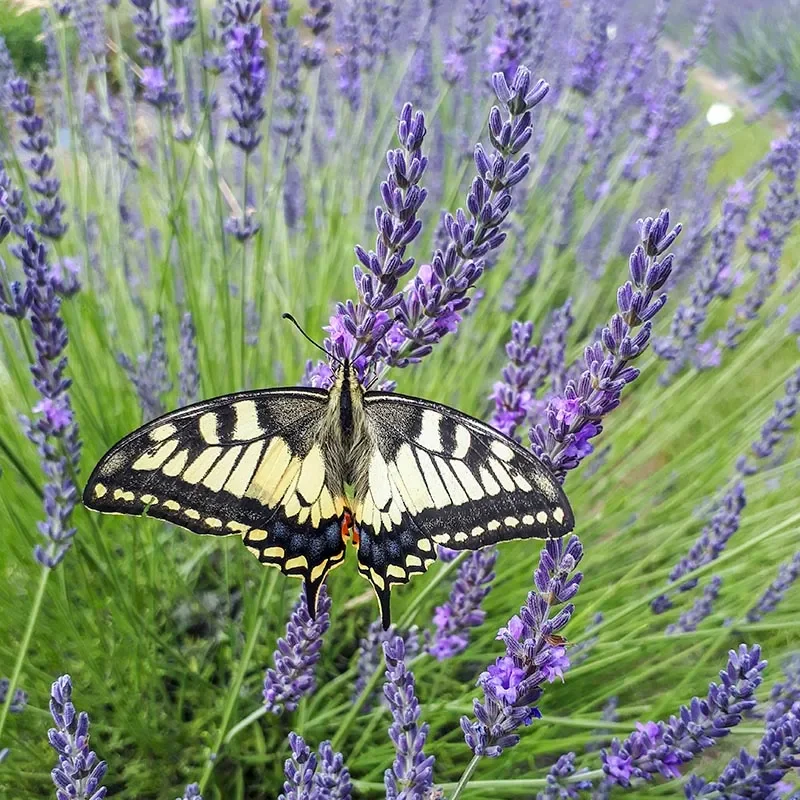 Pollinator Plants