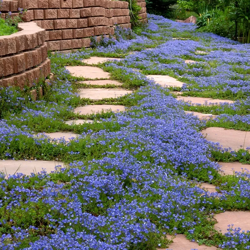 Groundcover Plants