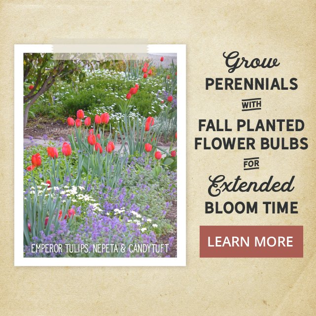 Perennials + Fall-Planted Flower Bulbs = Extended Bloom Time Learn More