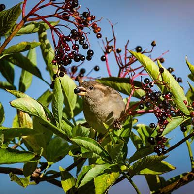 Bird Attracting Plants