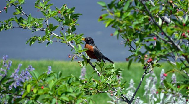 A robin sits in a crabapple tree in the garden of a High Country Gardens customer.