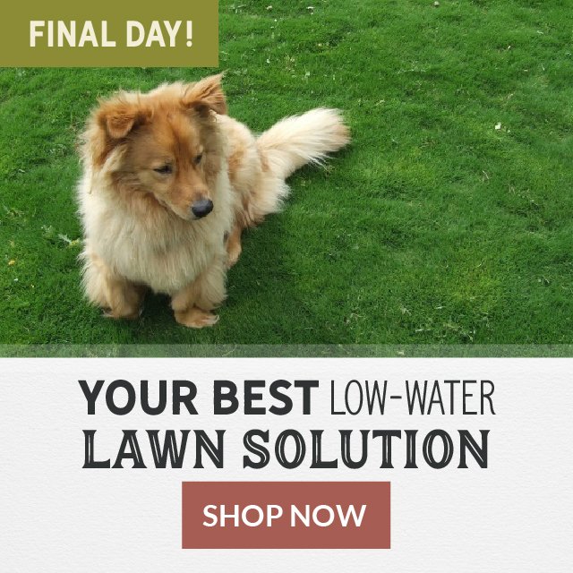 Final Day! Your Best Low-Water Lawn Solution Shop Now