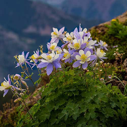 High Elevation Plants