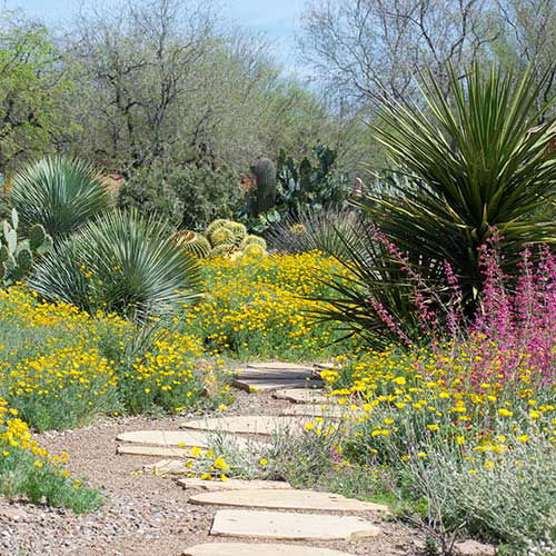 Desert Landscaping Plants