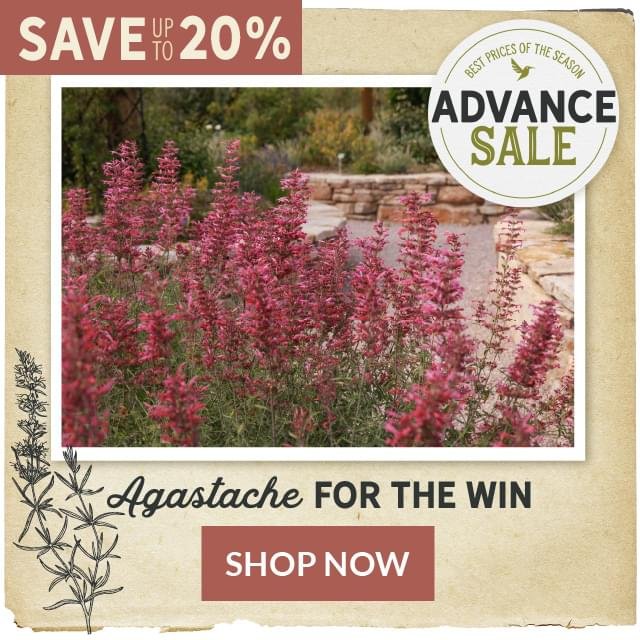 Advance Sale: Agastache For The Win Save Up To 20% Shop Now