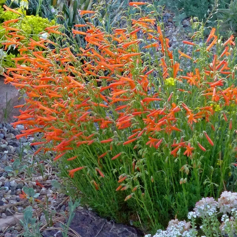 Luminous Pineleaf Penstemon