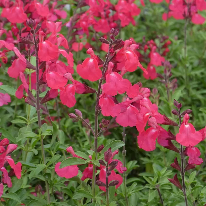 FlowerKisser Coral-Pink Salvia