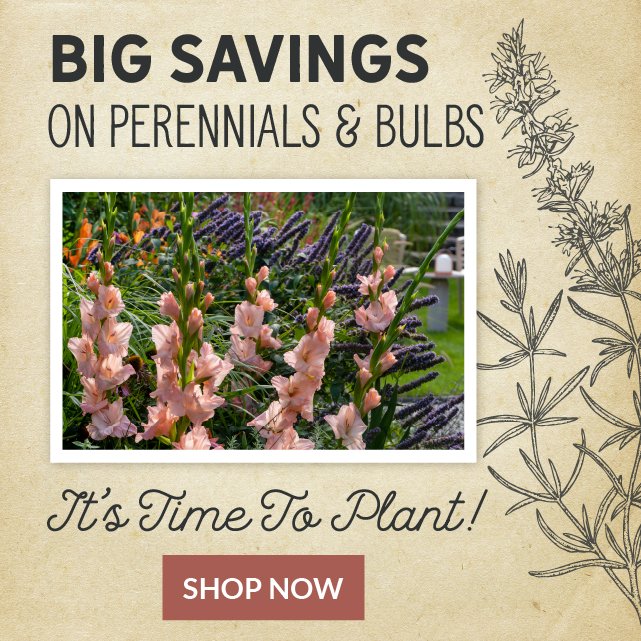 Big Savings On Perennials & Bulbs - It's Time To Plant Shop Now