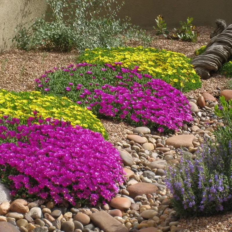 Blut Ice Plant