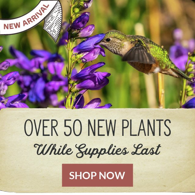 New Arrivals! Over 50 New Plants - While Supplies Last - Shop Now