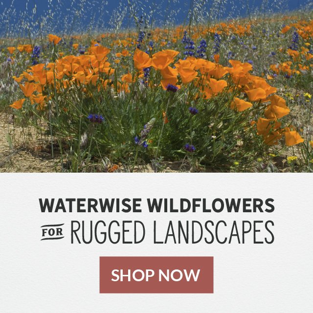 Waterwise Wildflowers For Rugged Landscapes Shop Now