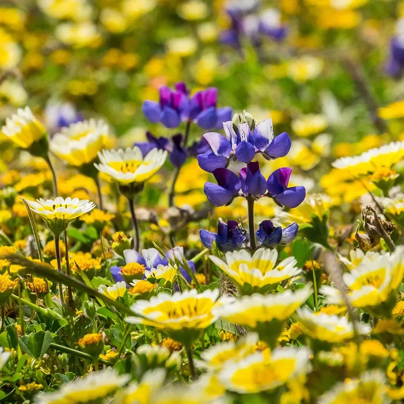 Native Dry Area Wildflower Seed Mix