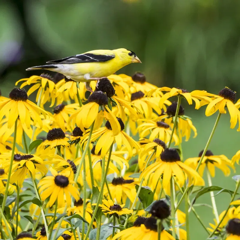 Rudbeckia | Black Eyed Susan