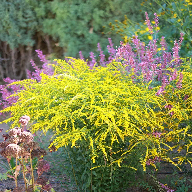 Native Plants