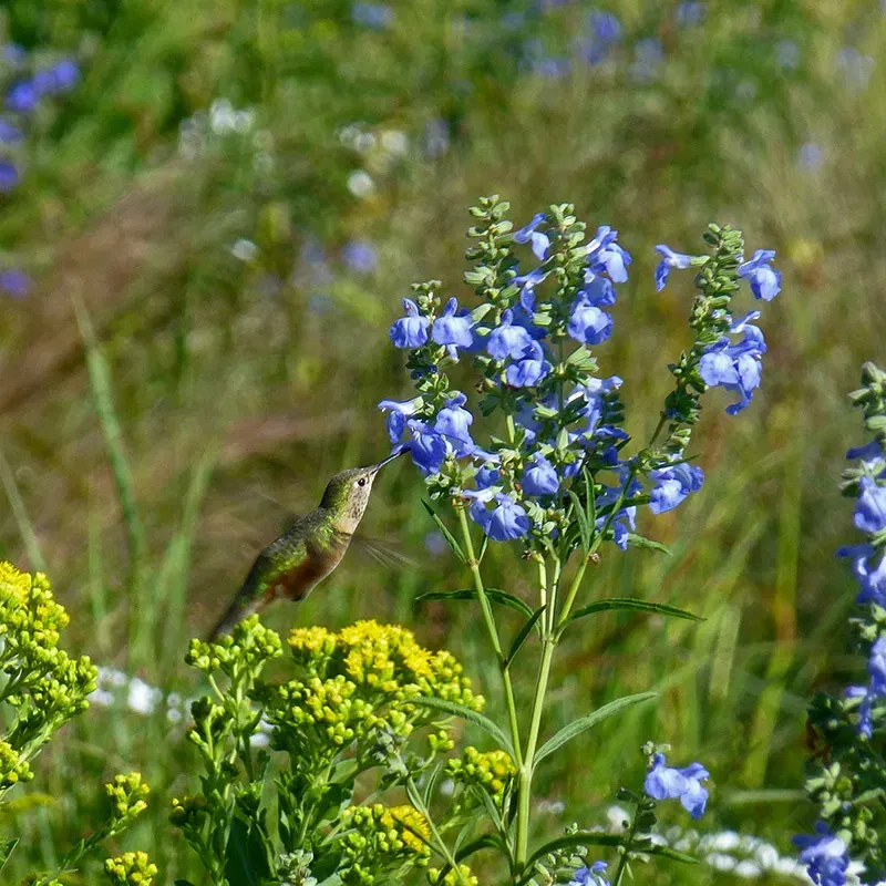 Salvia | Sage