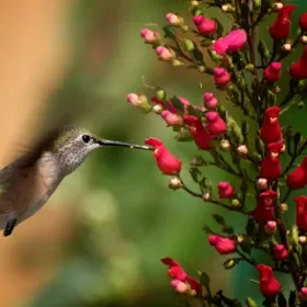 Redbirds In A Tree (Scrophularia) - 5" deep pot ---Pollinator Pick