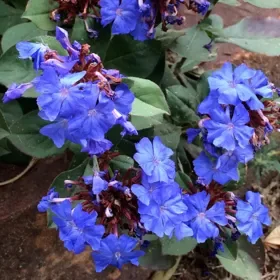 Hardy Plumbago (Ceratostigma) - 2.5" pot