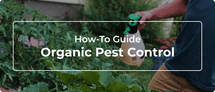 Blog: The Complete Guide To Organic Garden Pest Control