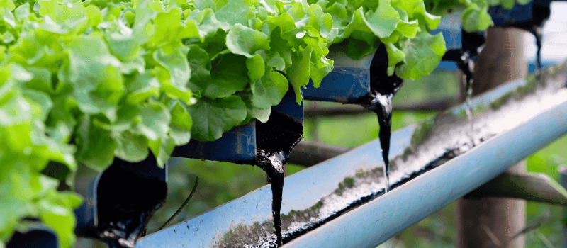 Image of hydroponically grown lettuce