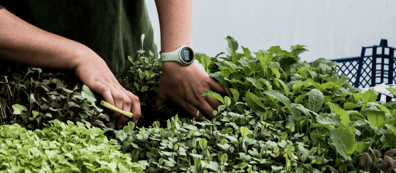 Image of person trimming their plants
