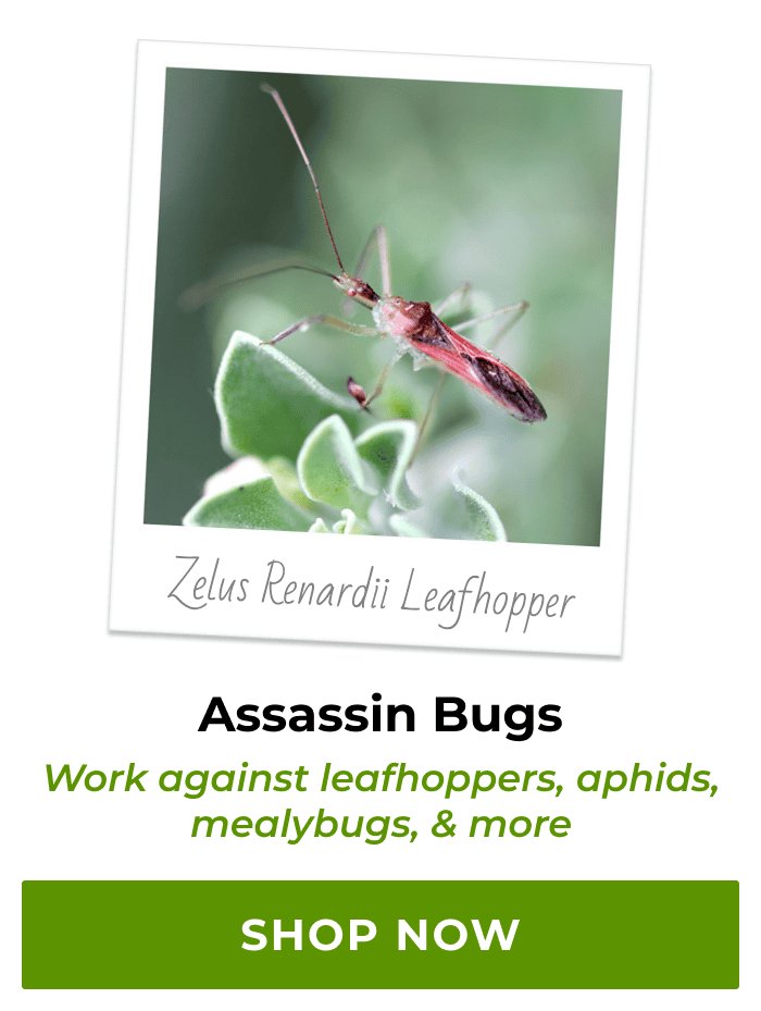 Assassin Bugs | Shop Now