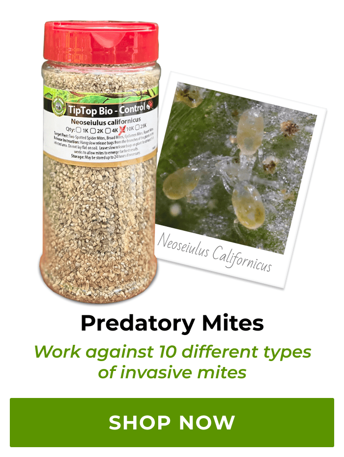 Predatory Mites | Shop Now