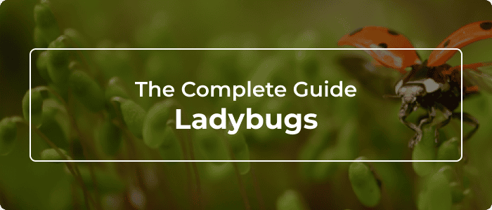 Blog: Ladybugs: The Complete Guide