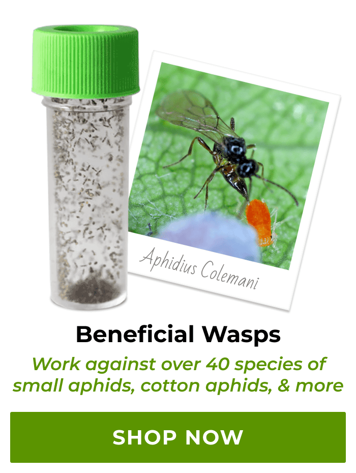 Beneficial Wasps | Shop Now