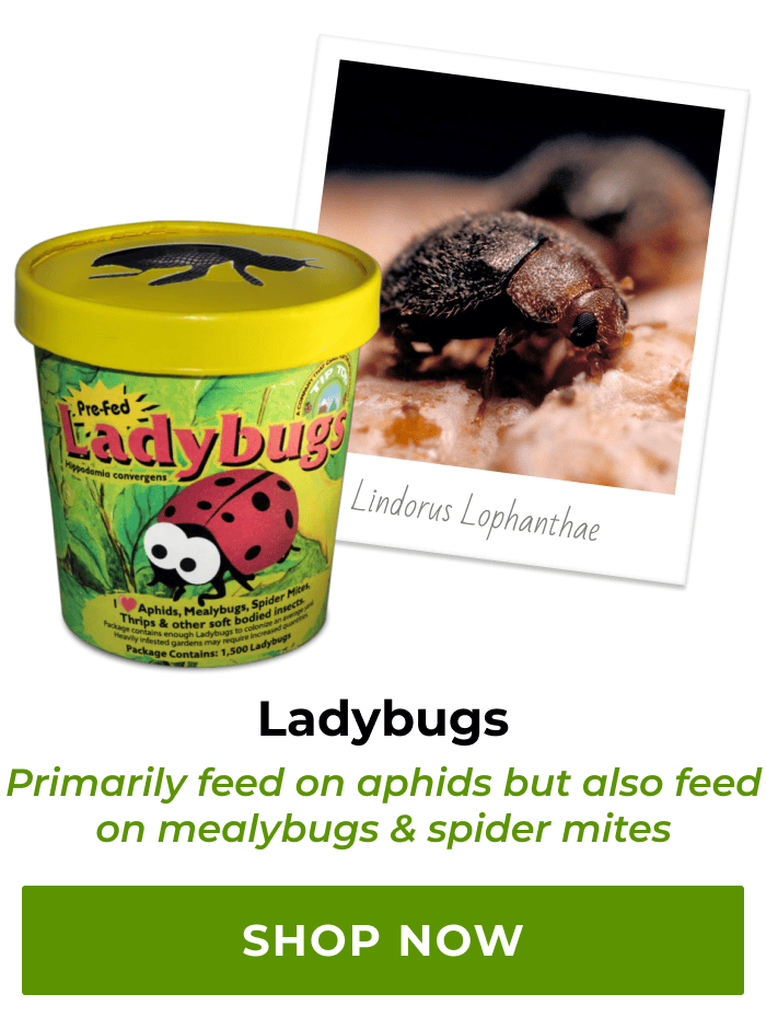 Ladybugs | Shop Now