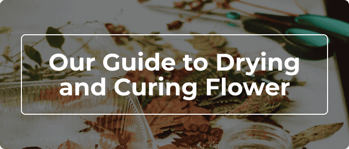 Blog: Drying and Curing Flower - The Definitive Guide