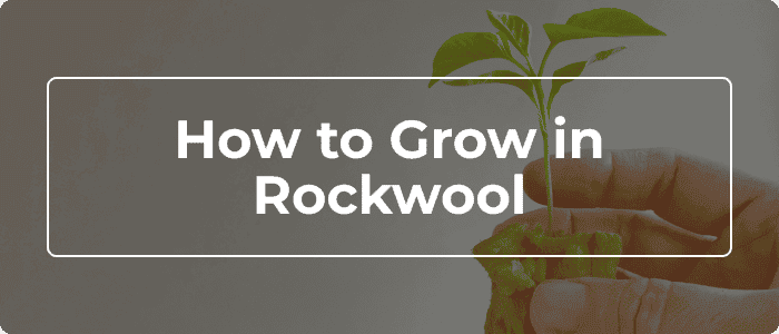 Blog: Rockwool For Plants: How To Grow In This Soilless Media