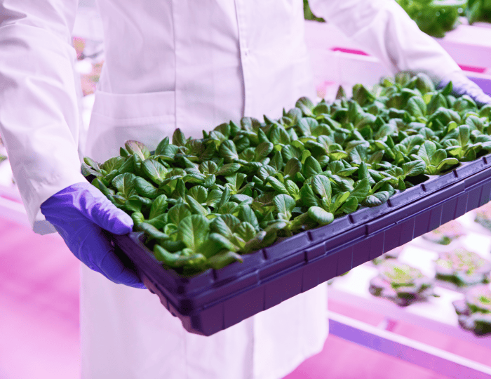 Image of someone holding a tray of plants