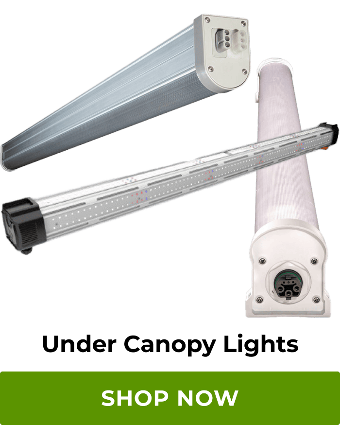 Under Canopy Lights | Shop Now