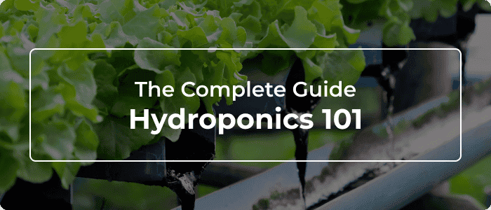 Blog: Hydroponics 101 - The Complete Guide To Hydroponic Growing