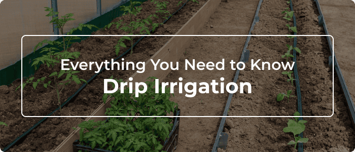 Blog: Drip Irrigation: Everything You Need To Know