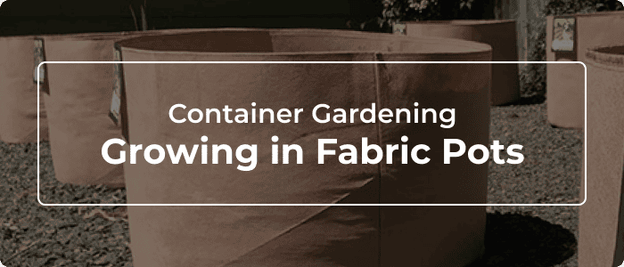 Blog: Container Gardening: Growing In Fabric Pots