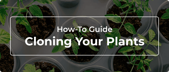 Blog: How To Clone A Plant: The Definitive Guide