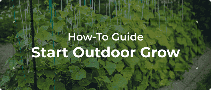 Blog: Outdoor Growing: How To Grow Big Plants In Your Backyard