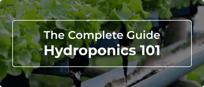 Blog: The Complete Guide Hydroponics 101