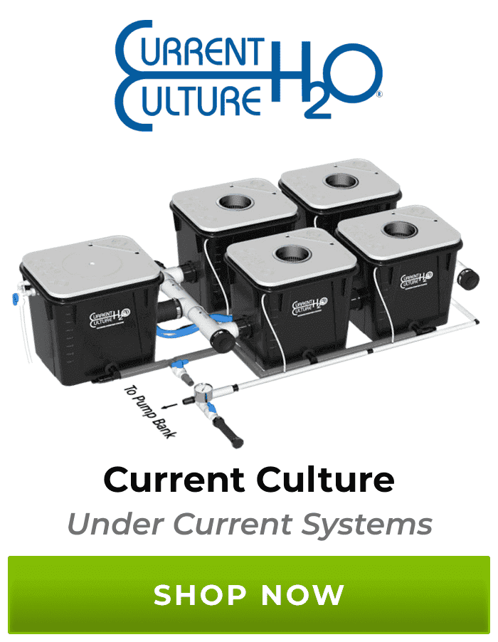 Current Culture Under Current System | Shop Now