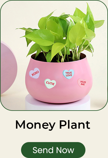 Money Plant