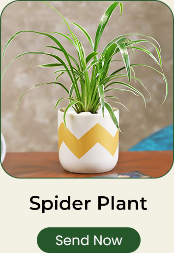 Spider Plant